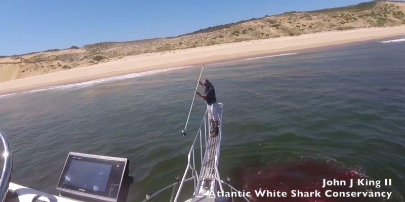 A great white shark’s predation of a seal was recorded off the coast of Cape Cod in August 2018. (Atlantic White Shark Conservancy via Storyful)
