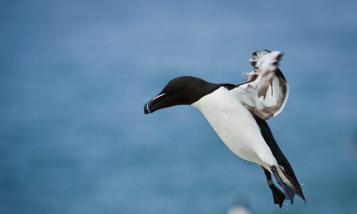 International Bird Rescue Reporting Starving Murres Along Northern Coast