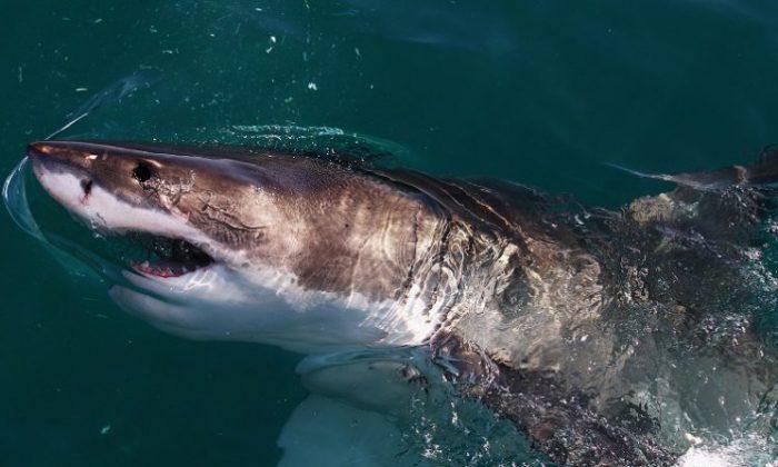 Giant Great White Shark Found Abandoned in Wildlife Park Gets a New Home: Report