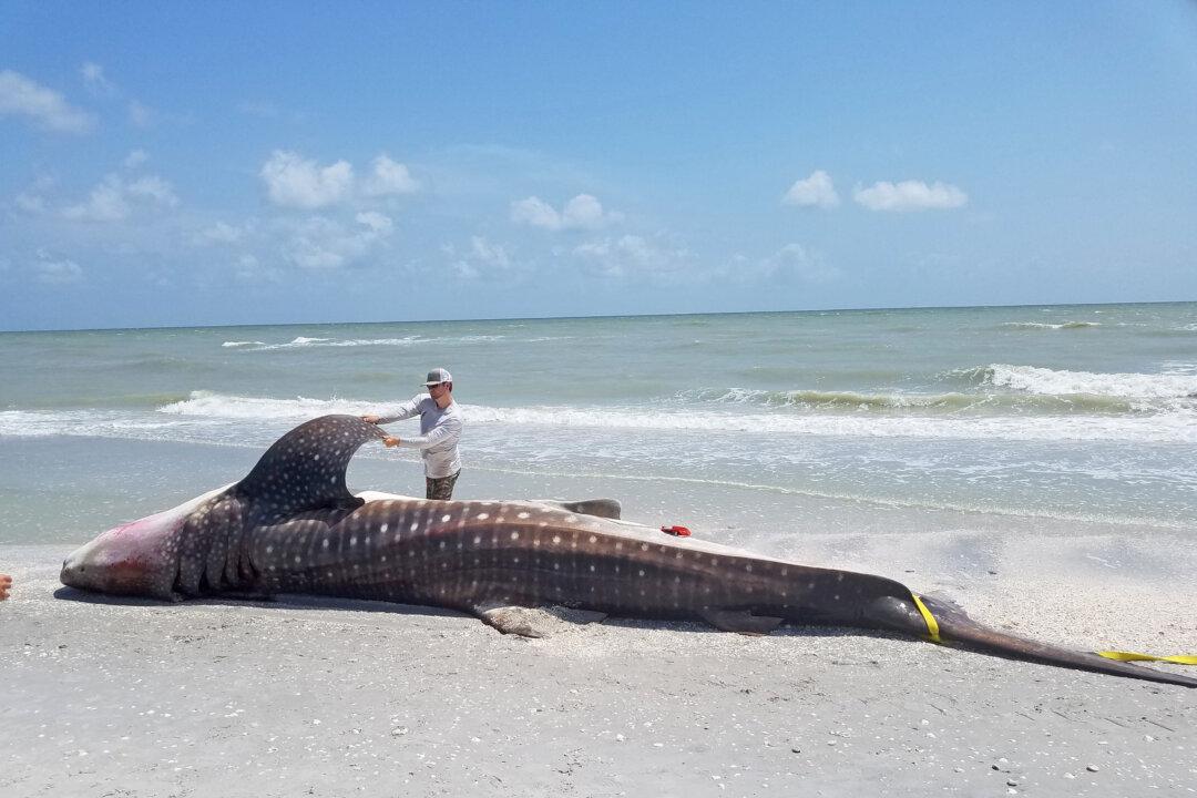 Scientists Seek New Ways to Combat Florida’s Growing ‘Red Tide’