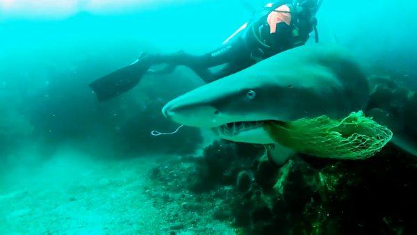 A scuba diving instructor in Byron Bay, Australia, put his safety on the line when he rescued a grey nurse shark from a fishing net near Julian Rocks on Aug. 16, 2018. (Storyful)