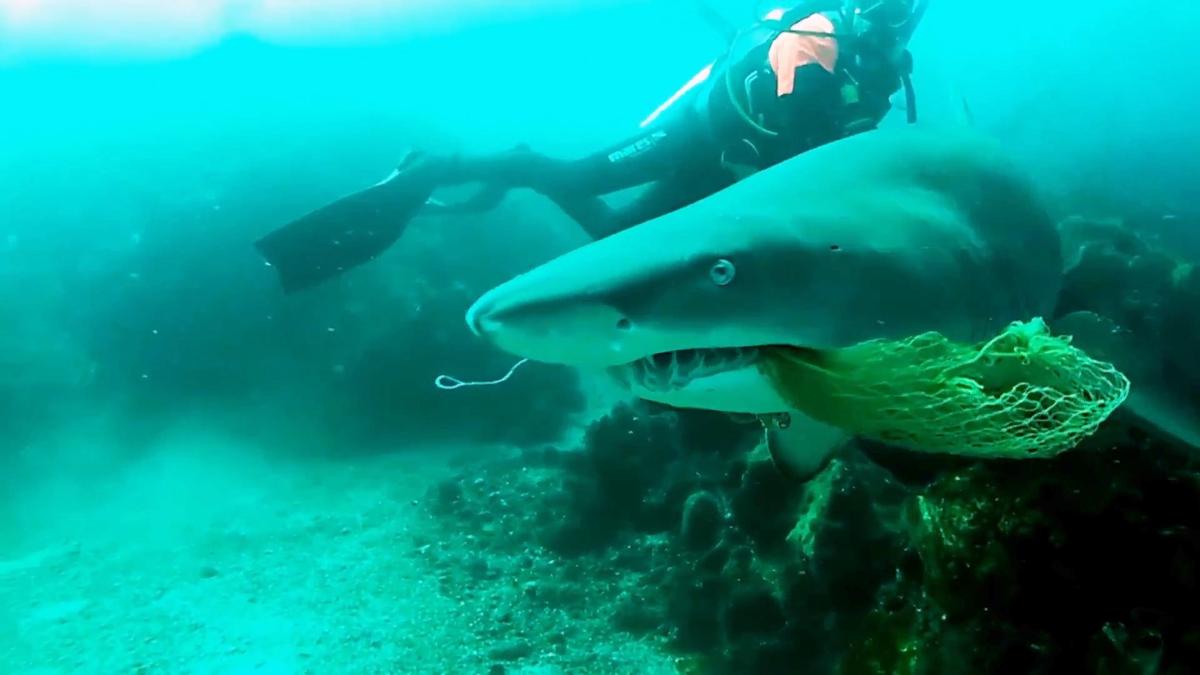 Husband Films Wife Being Bitten by a Shark During Honeymoon