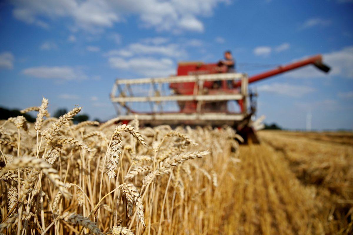 Arnaud Caron, a French farmer drives an old Mc Cormick F8-413 combine as he harvests his last field of wheat, in Vauvillers, northern France, on July 23, 2018. (Pascal Rossignol/Reuters)