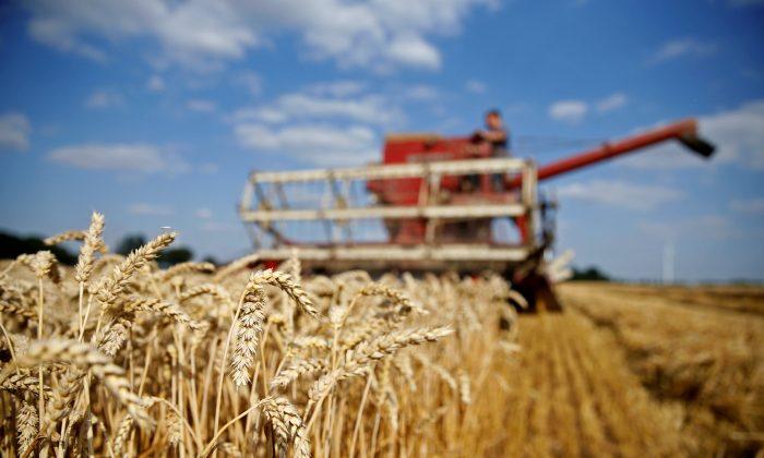 Global Wheat Supply to Crisis Levels; Big China Stocks Won’t Provide Relief
