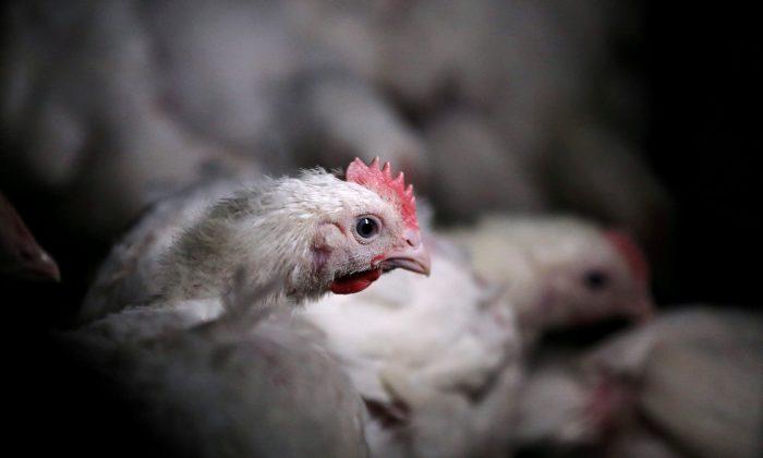 US Poultry Industry to Urge Retaliation If South Africa Ends Quota