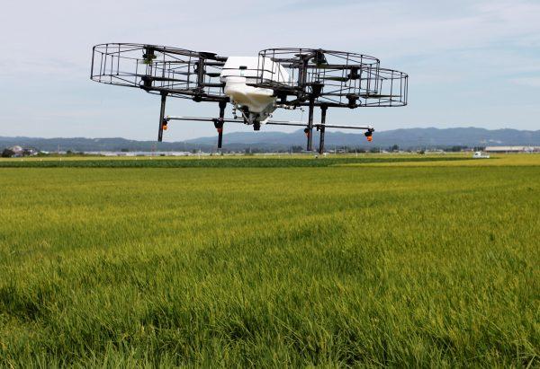 Nileworks Inc.'s automated drone flies over rice plants, spraying pesticide while diagnosing growth of individual rice stalks, on Aug. 20, 2018. (Reuters/Yuka Obayashi)