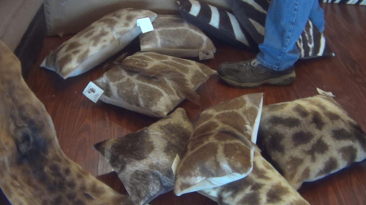 Thriving US Import Market for Giraffe Parts Revealed in Report