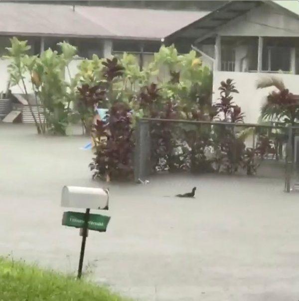 A chicken hops through floodwaters in Hilo, Hawaii, U.S. Aug. 23, 2018, in this still image from video obtained from social media. (Kehau Comilla/via Reuters)