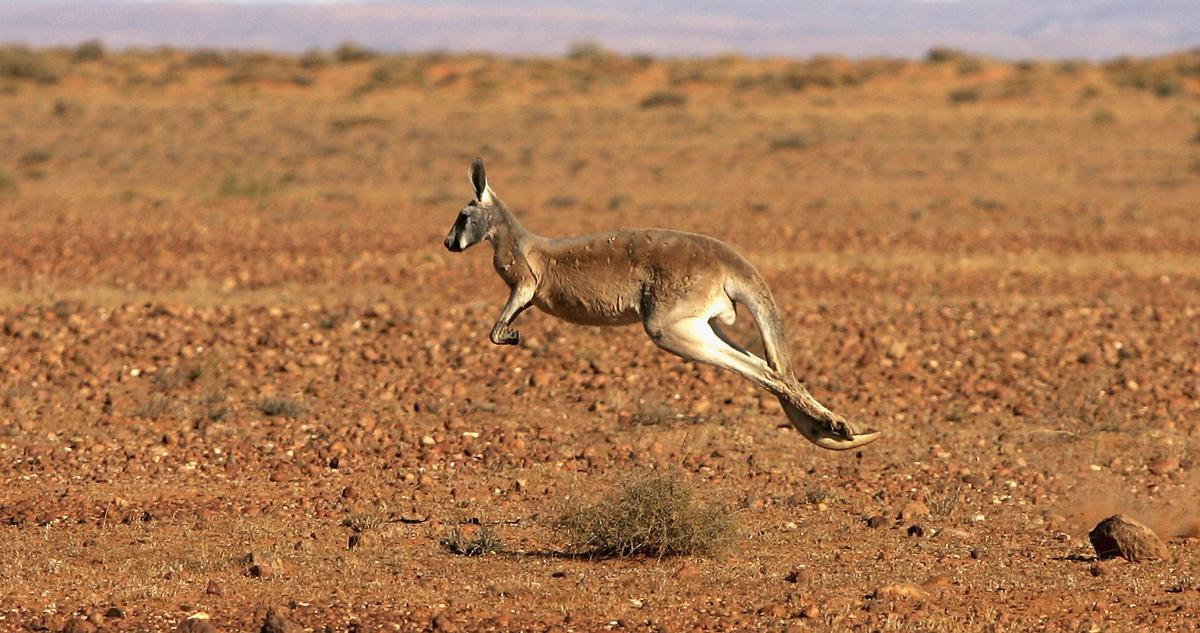 A kangaroo hops through the outback landscape June 7, 2005 near Marree, Australia. (Photo by Ian Waldie/Getty Images)