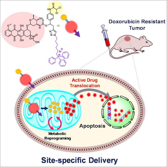 A graphical abstract of the study 'Overcoming Drug Resistance by Targeting Cancer Bioenergetics with an Activatable Prodrug' published Aug. 23, 2018 in the journal Chem.