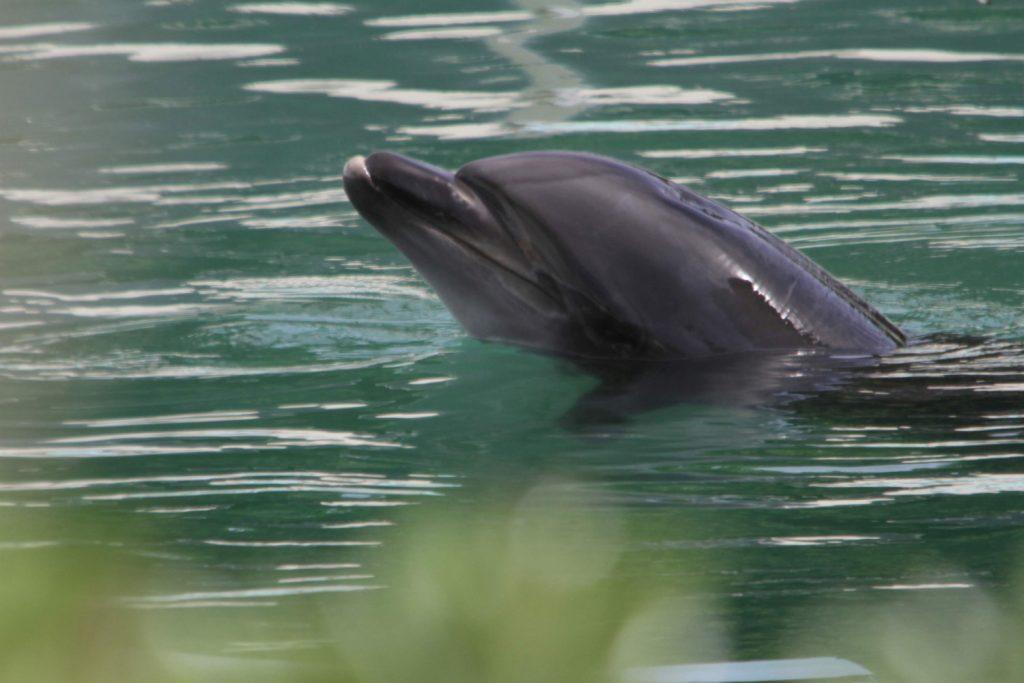 2 Swimmers Attacked by Dolphin in Japan, Suffer Minor Injuries