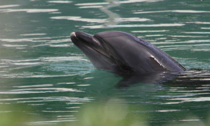 Honey the Lonely Dolphin, Left in Derelict Japanese Aquarium, Sparks Public Outcry