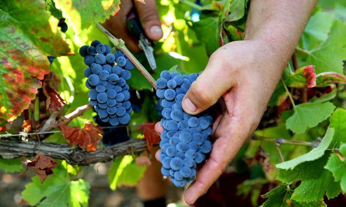Champagne Winegrowers Toast to Early Harvest Season