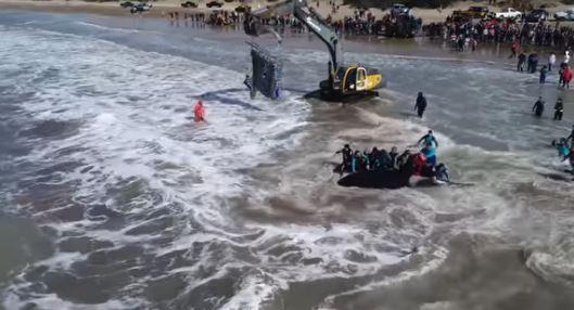 Video Shows Stranded Orca Being Returned to the Sea in Argentina
