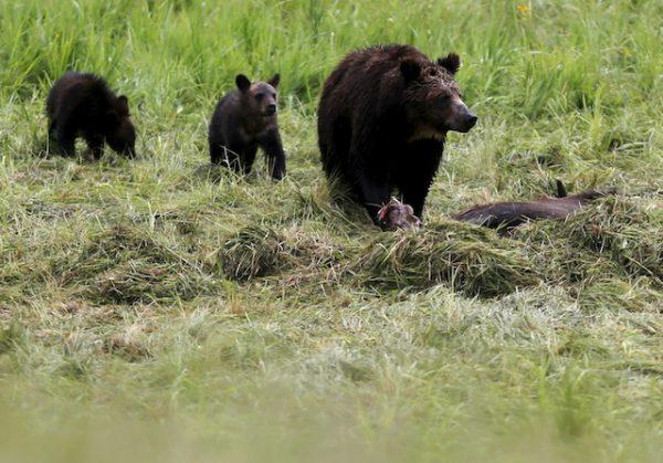A grizzly bear and her two cubs in Yellowstone National Park in Wyoming on July 6, 2015. (Reuters/Jim Urquhart)