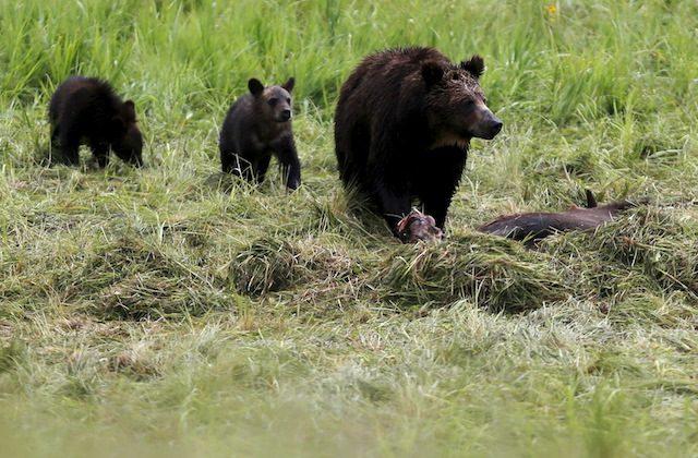 Montana Case Could Block First Grizzly Hunts in 40 Years