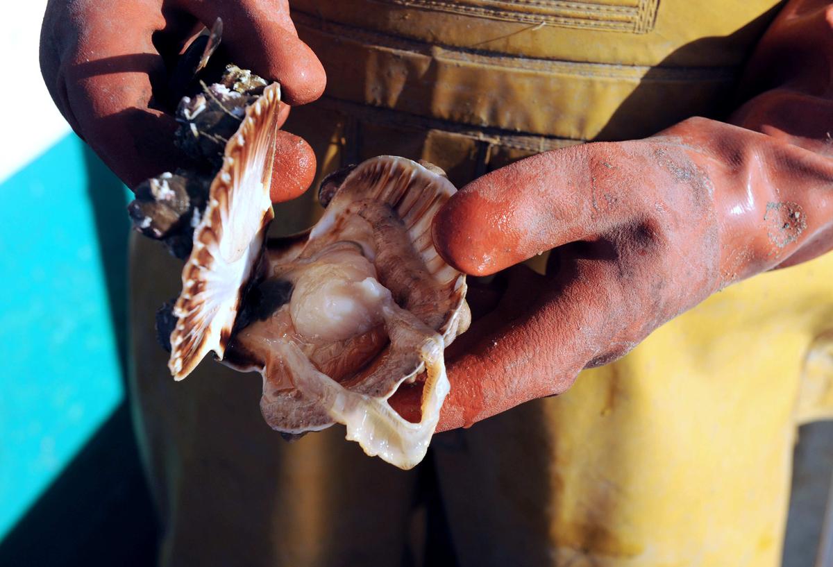 A French fisherman shows a scallop off Quiberon, France, on Oct. 30, 2012. (Fred Tanneau/AFP/Getty Images)