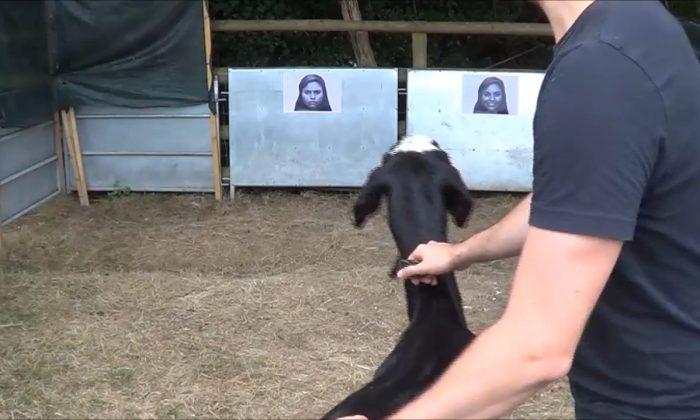 Goats Prefer Happy People—on the Right