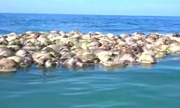 Around 300 Endangered Sea Turtles Killed in Mexico