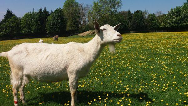 One of the goats involved in the study that showed goats prefer positive human faces, at Buttercups Sanctuary in Kent. (Christian Nawroth)