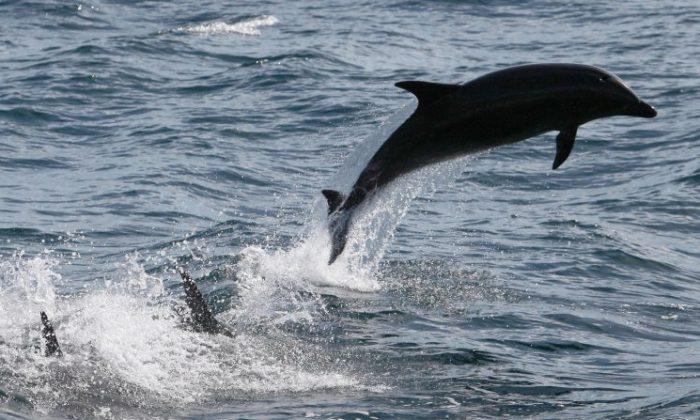 Dolphin’s Behavior Forces Mayor to Close Beach in France