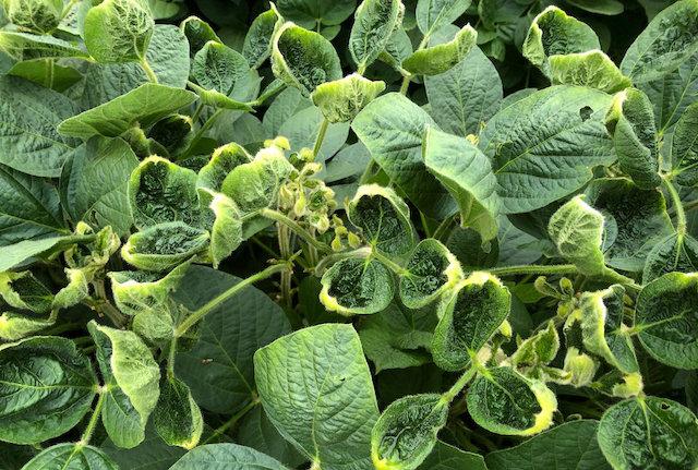 EPA Should Revoke Monsanto Weed Killer Approval, Groups Tell US Court