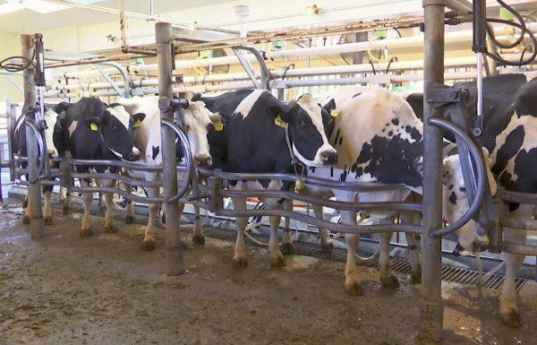 In this image taken from video, cows are milked at a dairy farm at the University of California, Davis on June 8, 2018. (AP Photo/Terry Chea)