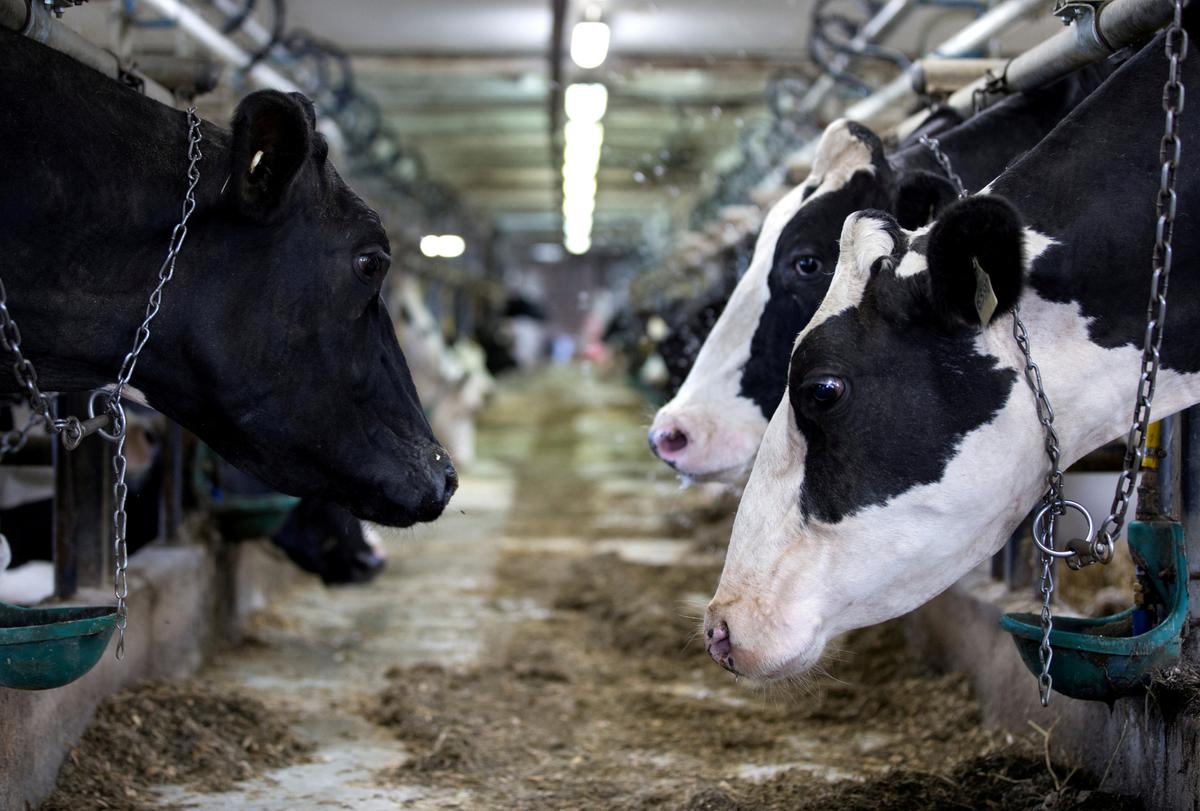 Dairy cows are seen on a farm in Saint-Valerien-de-Milton, southeast of Montreal, Quebec, Canada, August 30, 2018. (Christinne Muschi/Reuters)