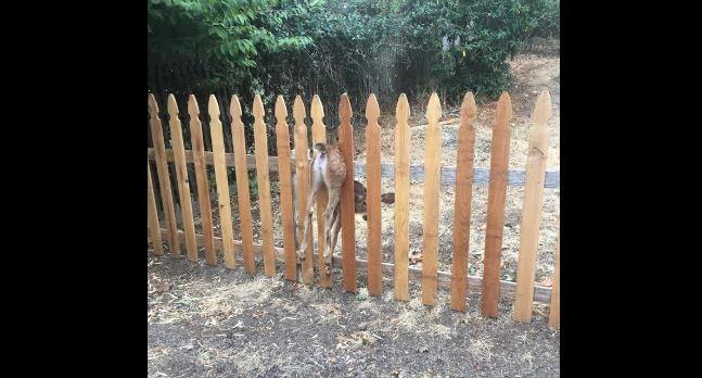 A fawn became stuck in a picket fence in Eugene, Oregon, on Aug. 30, 2018. An animal welfare officer was able to free the fawn. (Eugene Police Department)