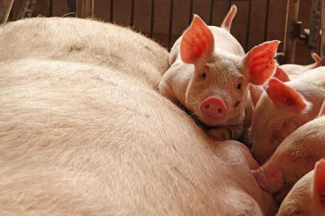 China Bans Pig Shipments From Areas Hit by African Swine Fever as Disease Spreads