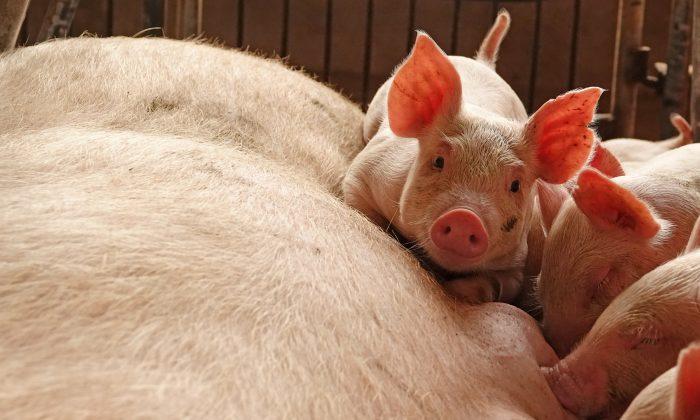 China Bans Pig Shipments From Areas Hit by African Swine Fever as Disease Spreads