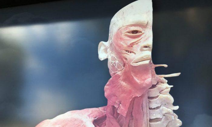 Experts Urge Government to Investigate Controversial Dead Bodies Exhibition