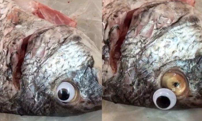 Googly Eyes Used to Lure Customers to Fish Shop