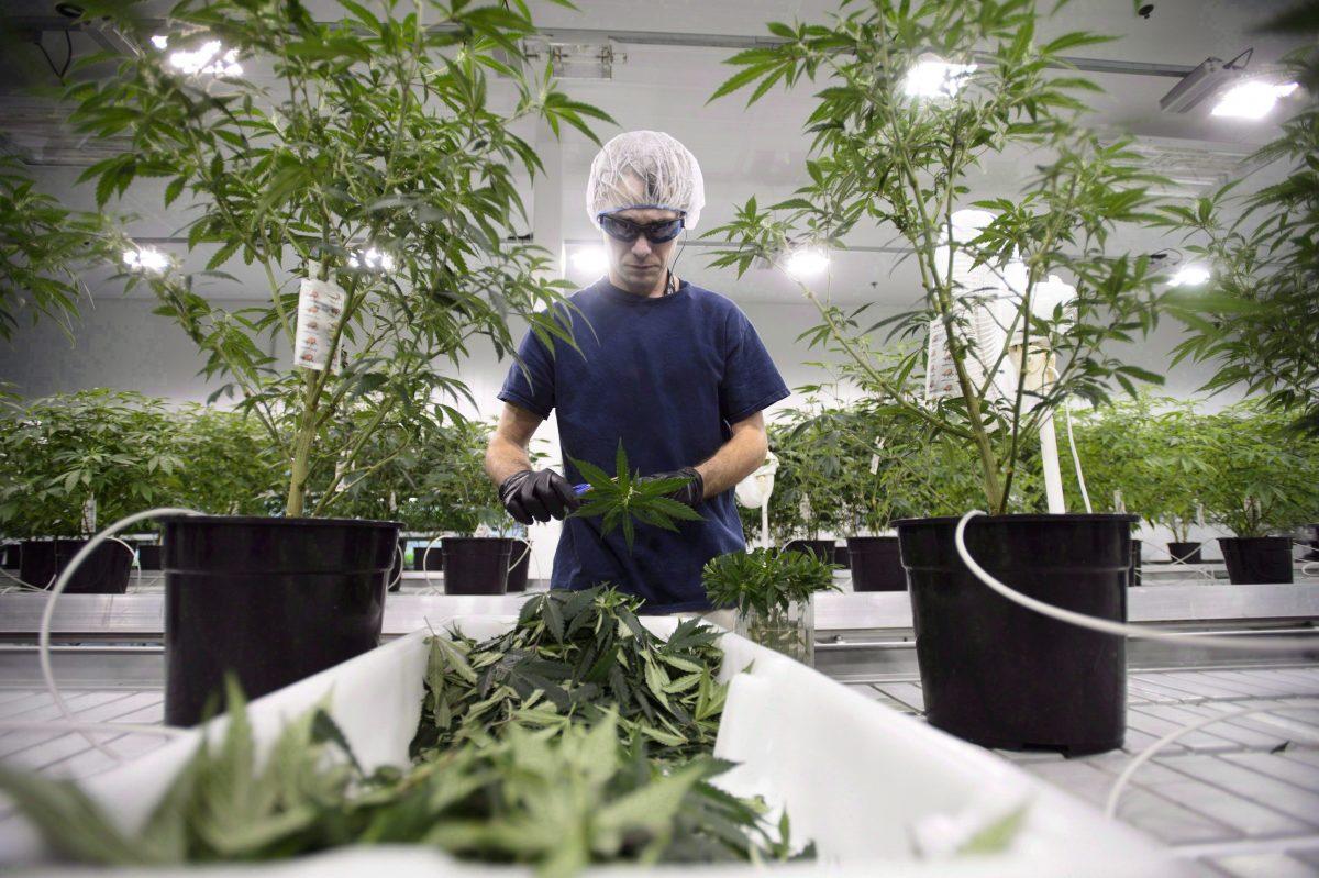 A worker at Canopy Growth Corporation's medical marijuana facility in Smiths Falls, Ont., on Feb. 12, 2018. (Sean Kilpatrick/The Canadian Press)