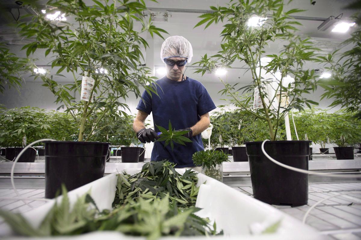 A worker at Canopy Growth Corporation's medical marijuana facility in Smiths Falls, Ont., on Feb. 12, 2018. Recreational marijuana will be legal on Oct. 17 and public-health officials want to remind Canadians that cannabis is a drug that is addictive for some. (The Canadian Press/Sean Kilpatrick)