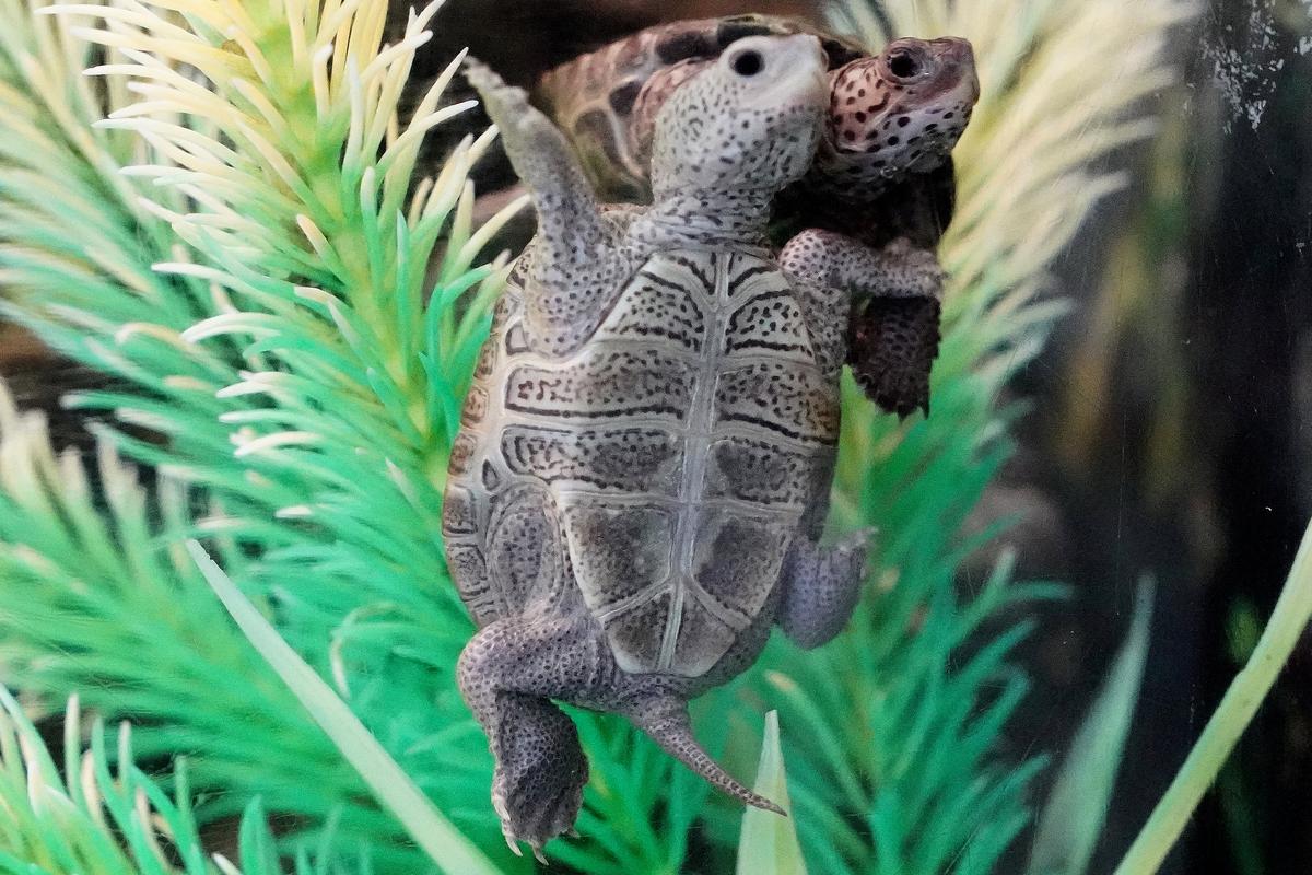 Shell Game: US Traffickers Smuggle Turtles to China and Beyond to Feed Demand as Food and Pets