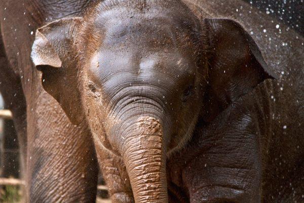 Tukta, an 8-year-old Asian elephant, died from a herpes virus at Taronga Zoo in Sydney, on Sept. 3, 2018. (Taronga Zoo)
