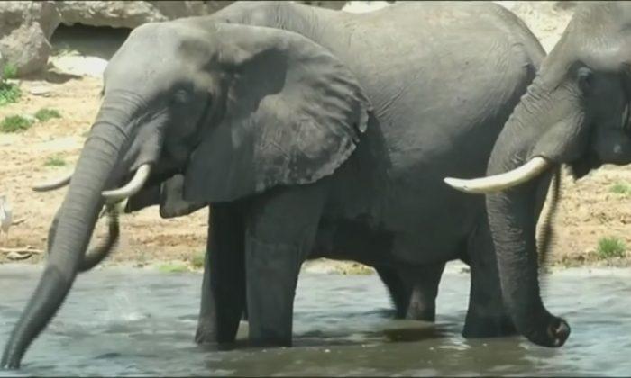 87 Elephants Found Slaughtered in Botswana, Africa