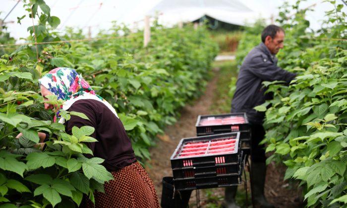 UK Non-EU Migrant Farm Workers to Get Temporary Visas After Brexit