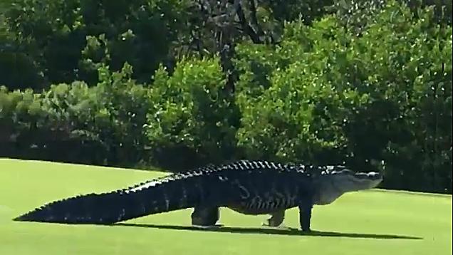 Gunnery Sergeant Jake Sherrock filmed this gigantic alligator as it strolled across the golf course at MacDill Air force base in Tampa, Florida. (Jake Sherrock via Storyful screenshot)
