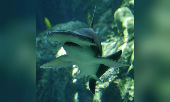 File photo: A Bonnethead shark swims at the Aquarium of the Pacific in Long Beach, California, on April 26, 2012. (Joe Klamar/AFP/GettyImages/File photo)