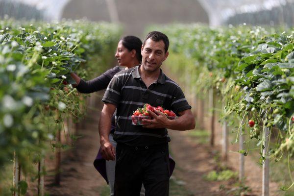 Seasonal workers from Romania pick strawberries at a farm in Faversham, south east England on June 29, 2018.(Daniel Leal-Olivas/AFP/Getty Images)