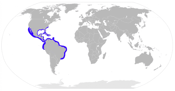 Distribution map of the Bonnethead Shark (Sphyrna tiburo). (Chris huh/Wikimedia Commons/CC BY-SA 3.0 [ept.ms/2Bw5evC])