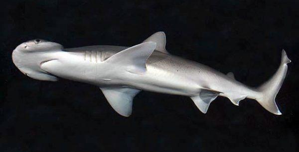 Bonnethead shark, Sphyrna tiburo. (D Ross Robertson/Public Domain)