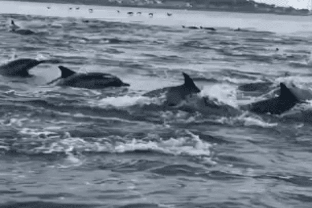 Video Shows Hundreds of Dolphins Stampeding Near Boat in California