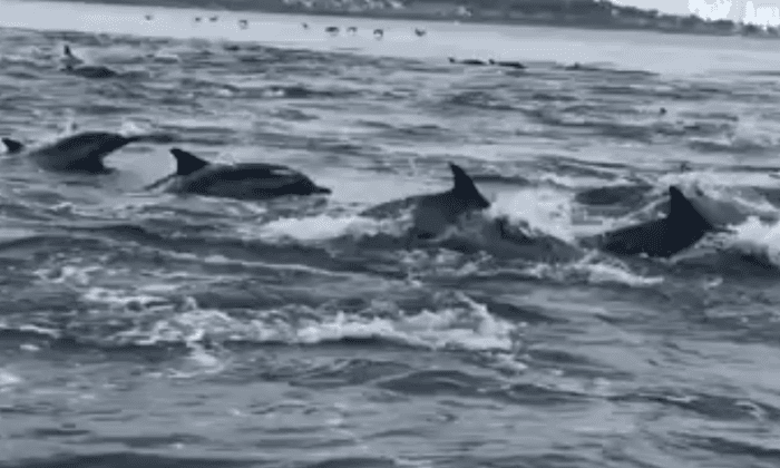 Video Shows Hundreds of Dolphins Stampeding Near Boat in California