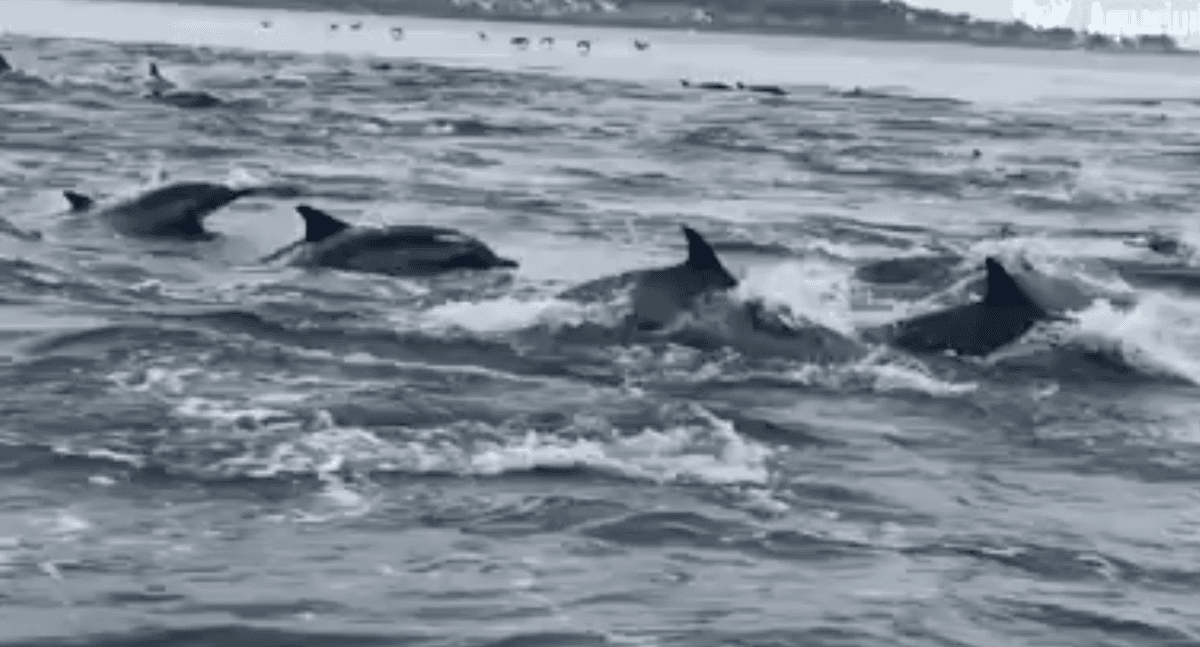Video Shows Hundreds of Dolphins Stampeding Near Boat in California