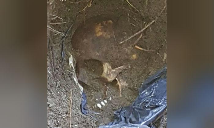 Mexican Prosecutors Find 166 Skulls in Mass Graves