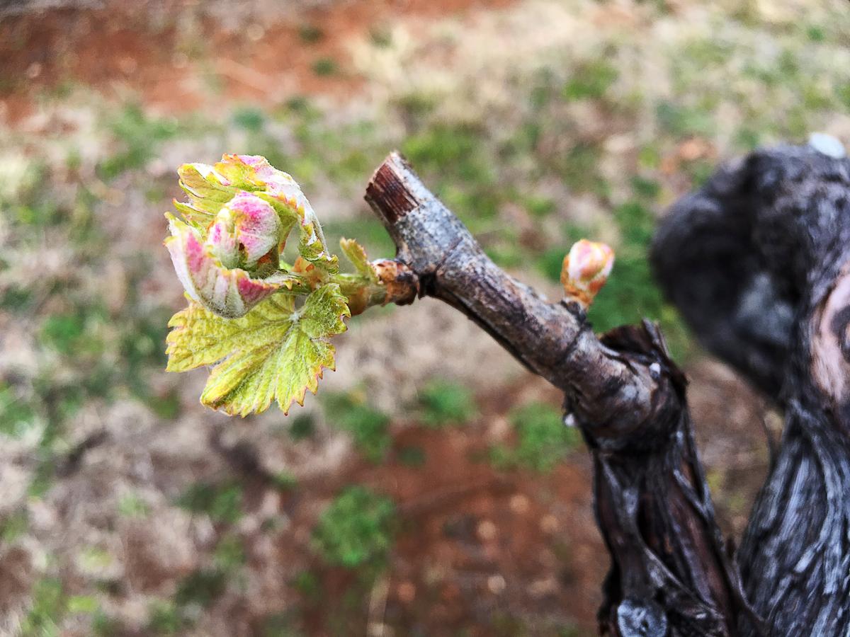 A vine bud, one of the first Spring buds in Hunter Valley, at Petersons vineyard, Australia Sept. 3, 2018. (Stefica Bikes/Reuters)