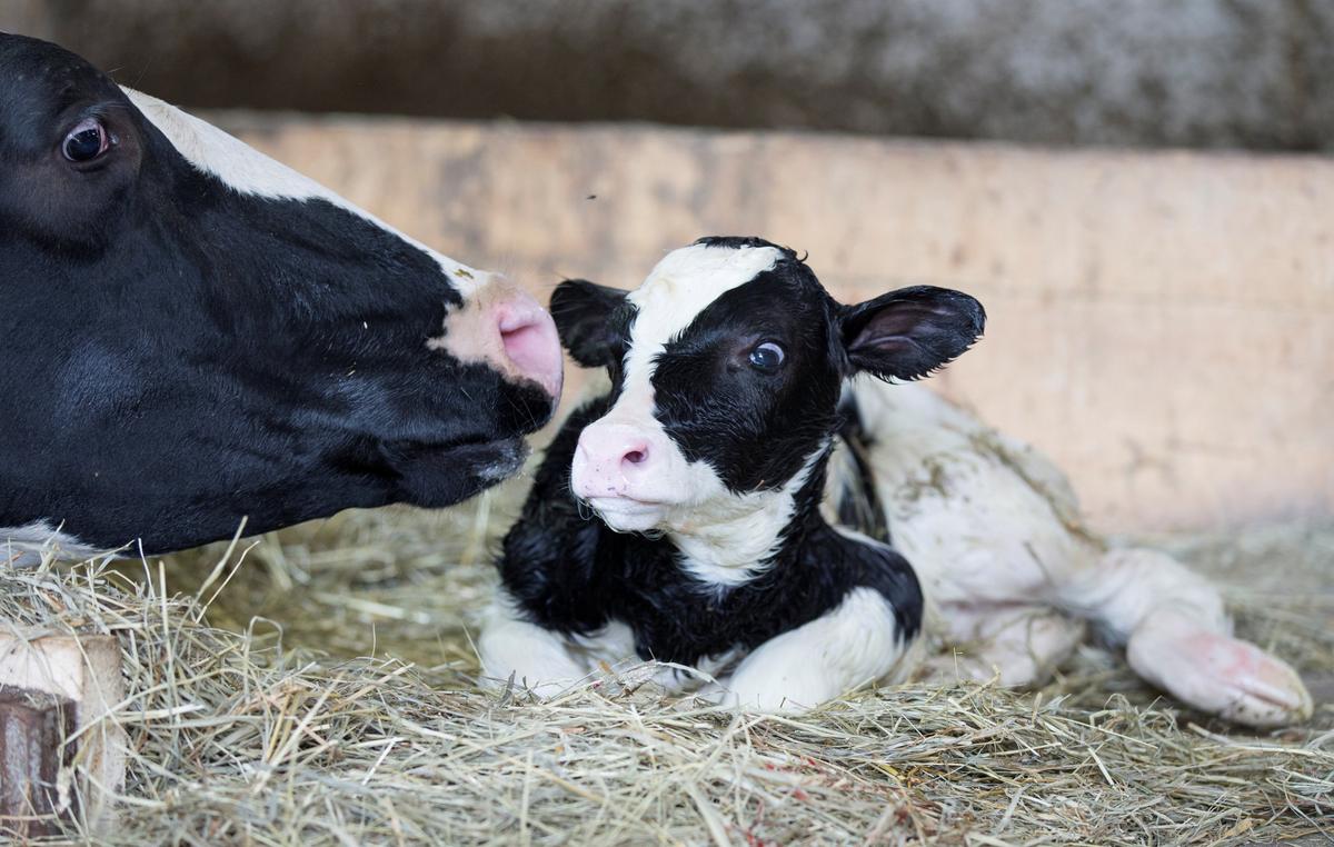 U.S. Agriculture Chief Says Canada Must Make Concessions on Dairy Policy for NAFTA Deal